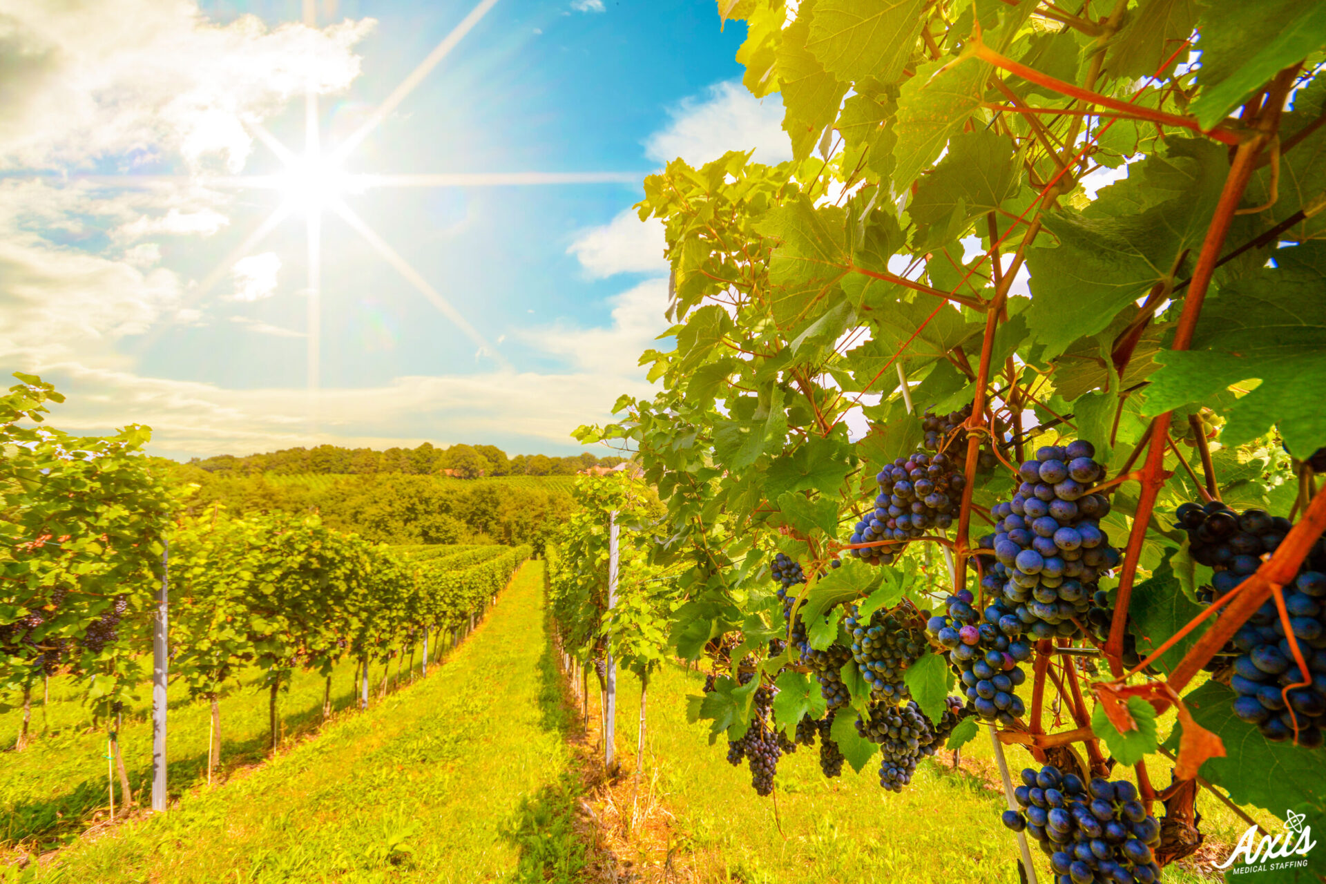 Sunset Over Vineyards With Red Wine Grapes In Late Summer Axis