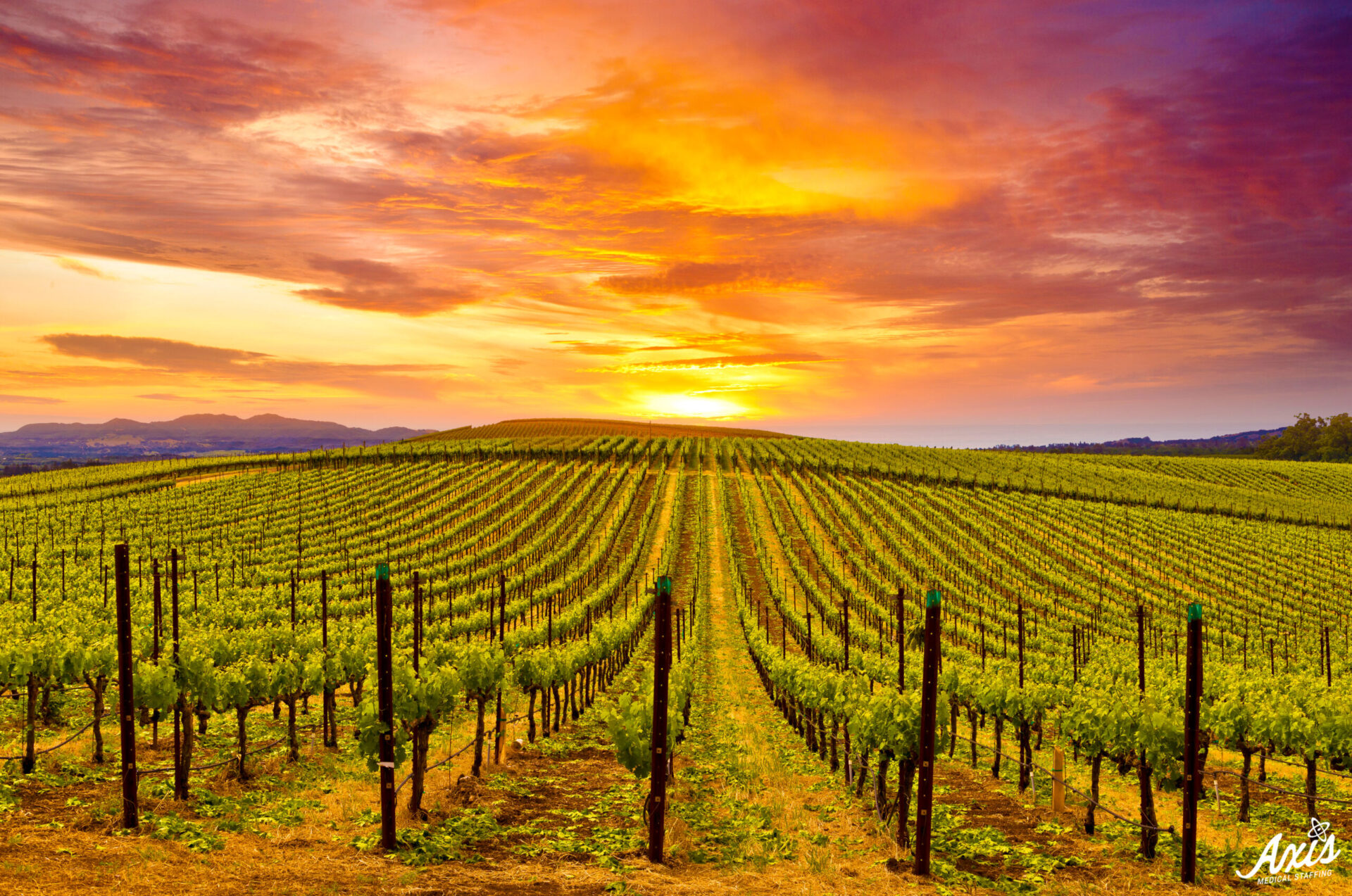 Napa Valley Wine Country Vineyards in Spring and Colorful Sunset Axis Napa Valley Wine Country Vineyards in Spring and Colorful Sunset Axis